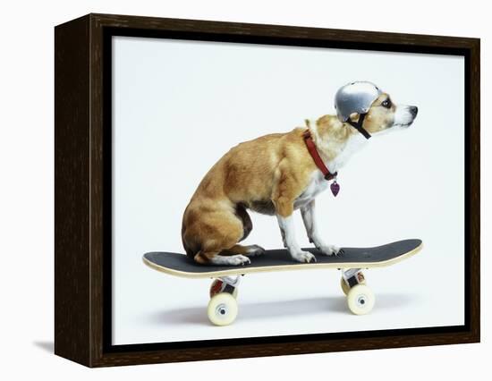 Dog with Helmet Skateboarding-Chris Rogers-Framed Premier Image Canvas