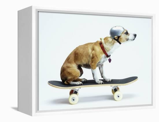 Dog with Helmet Skateboarding-Chris Rogers-Framed Premier Image Canvas