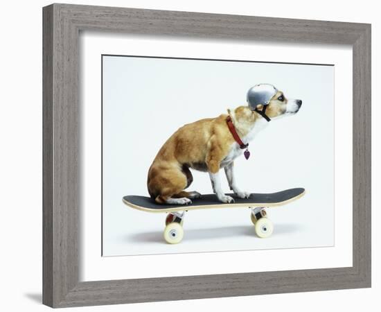 Dog with Helmet Skateboarding-Chris Rogers-Framed Premium Photographic Print