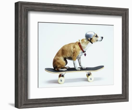 Dog with Helmet Skateboarding-Chris Rogers-Framed Photographic Print