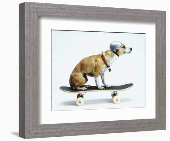 Dog with Helmet Skateboarding-Chris Rogers-Framed Photographic Print