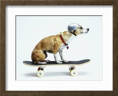 'Dog with Helmet Skateboarding' Photographic Print - Chris Rogers | Art.com