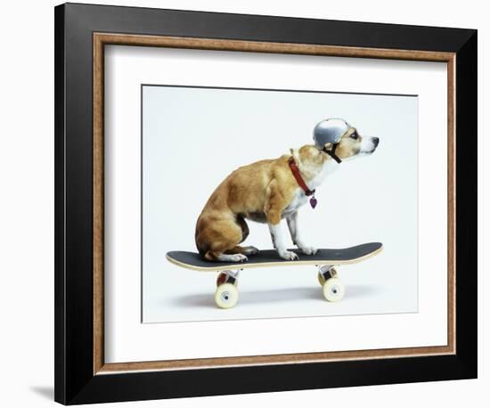 Dog with Helmet Skateboarding-Chris Rogers-Framed Photographic Print