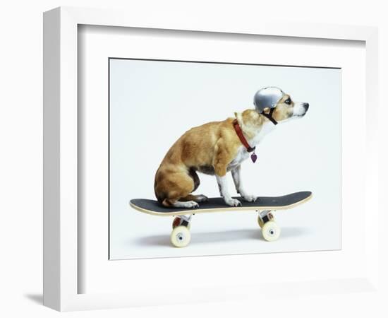 Dog with Helmet Skateboarding-Chris Rogers-Framed Photographic Print