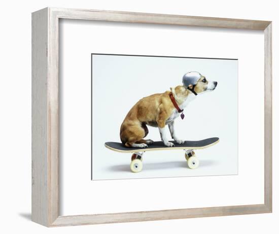 Dog with Helmet Skateboarding-Chris Rogers-Framed Photographic Print