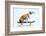 Dog with Helmet Skateboarding-Chris Rogers-Framed Photographic Print