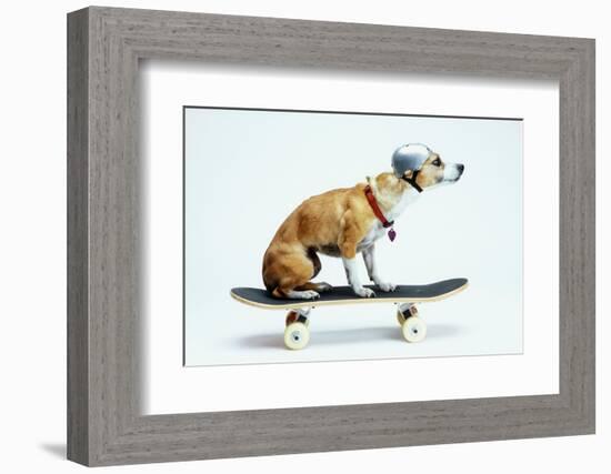 Dog with Helmet Skateboarding-Chris Rogers-Framed Photographic Print