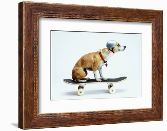 Dog with Helmet Skateboarding-Chris Rogers-Framed Photographic Print