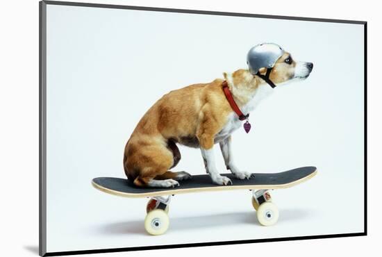 Dog with Helmet Skateboarding-Chris Rogers-Mounted Photographic Print