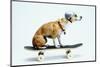 Dog with Helmet Skateboarding-Chris Rogers-Mounted Photographic Print