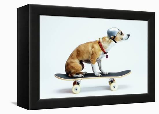 Dog with Helmet Skateboarding-Chris Rogers-Framed Premier Image Canvas