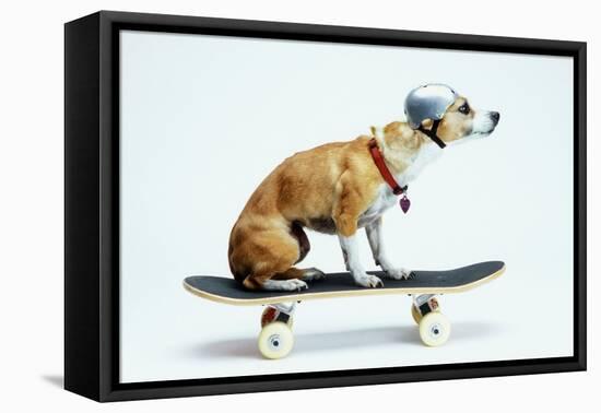 Dog with Helmet Skateboarding-Chris Rogers-Framed Premier Image Canvas