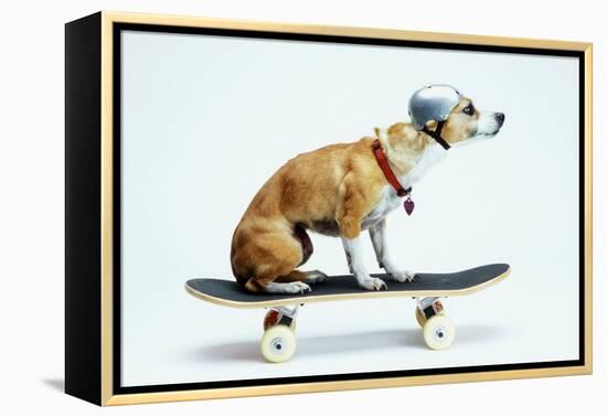 Dog with Helmet Skateboarding-Chris Rogers-Framed Premier Image Canvas