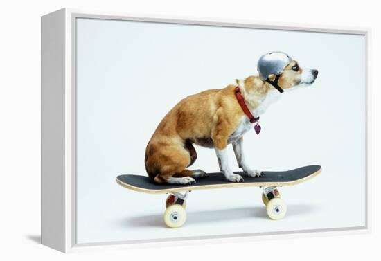 Dog with Helmet Skateboarding-Chris Rogers-Framed Premier Image Canvas