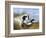 Dog with Wild Duck, 19th Century-Richard Ansdell-Framed Giclee Print