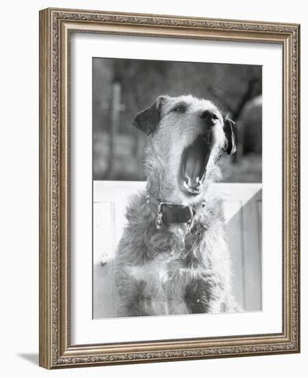 Dog Yawning-Bettmann-Framed Photographic Print