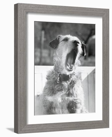 Dog Yawning-Bettmann-Framed Photographic Print