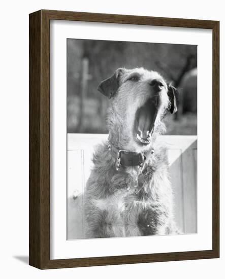 Dog Yawning-Bettmann-Framed Photographic Print