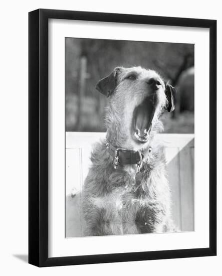 Dog Yawning-Bettmann-Framed Photographic Print