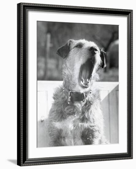 Dog Yawning-Bettmann-Framed Photographic Print
