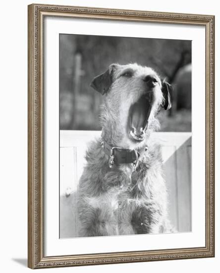 Dog Yawning-Bettmann-Framed Photographic Print