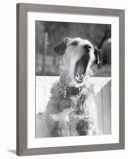 Dog Yawning-Bettmann-Framed Photographic Print