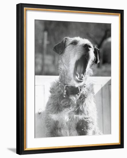 Dog Yawning-Bettmann-Framed Photographic Print