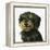 Dog-Harro Maass-Framed Premier Image Canvas