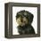 Dog-Harro Maass-Framed Premier Image Canvas