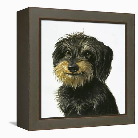 Dog-Harro Maass-Framed Premier Image Canvas