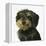 Dog-Harro Maass-Framed Premier Image Canvas