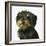 Dog-Harro Maass-Framed Giclee Print