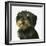 Dog-Harro Maass-Framed Giclee Print