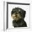 Dog-Harro Maass-Framed Giclee Print