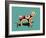 Dog-Mark Ashkenazi-Framed Giclee Print