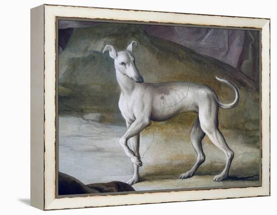 Dog-Jacopo Guarana-Framed Premier Image Canvas