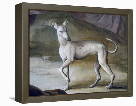 Dog-Jacopo Guarana-Framed Premier Image Canvas