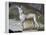 Dog-Jacopo Guarana-Framed Premier Image Canvas