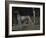 Dog-Michelle da Verona-Framed Giclee Print