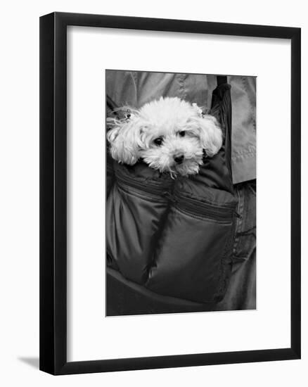 Doggy Bag-Stephen Lebovits-Framed Giclee Print