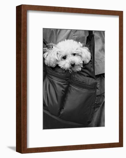 Doggy Bag-Stephen Lebovits-Framed Giclee Print