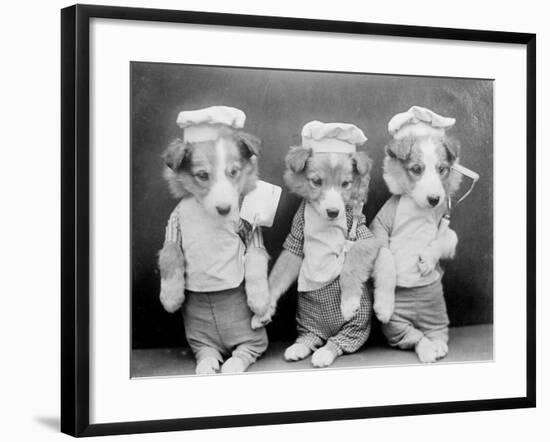 Dogs as Chefs-null-Framed Photographic Print