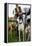 Dogs at Dog Show-Tim Kahane-Framed Premier Image Canvas