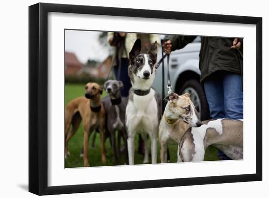 Dogs at Dog Show-Tim Kahane-Framed Photographic Print