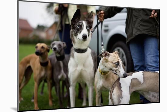 Dogs at Dog Show-Tim Kahane-Mounted Photographic Print