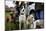 Dogs at Dog Show-Tim Kahane-Mounted Photographic Print