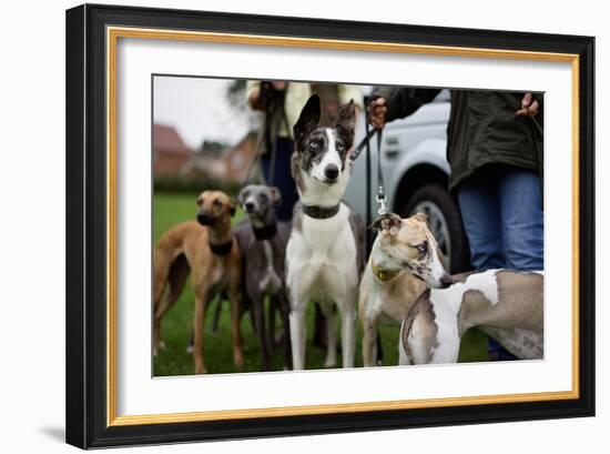 Dogs at Dog Show-Tim Kahane-Framed Photographic Print