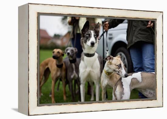 Dogs at Dog Show-Tim Kahane-Framed Premier Image Canvas