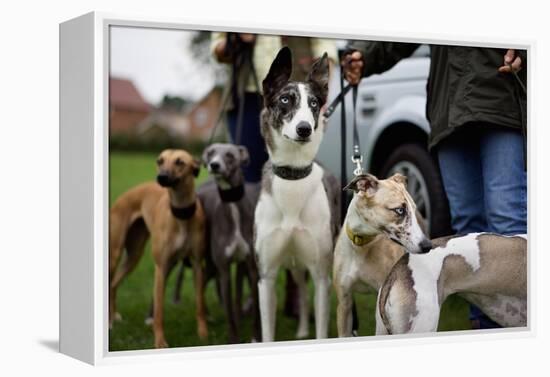 Dogs at Dog Show-Tim Kahane-Framed Premier Image Canvas