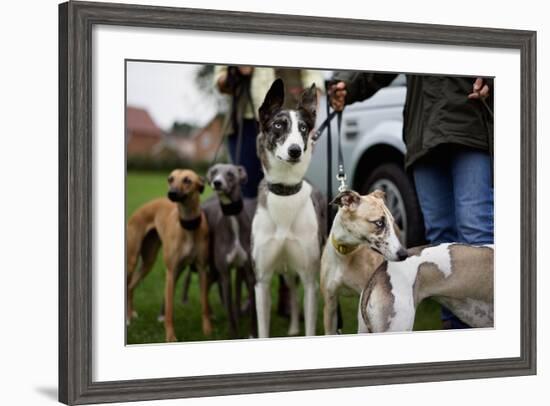 Dogs at Dog Show-Tim Kahane-Framed Photographic Print